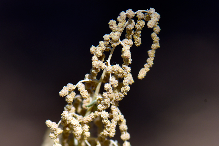 Quailbush has yellow or greenish male flowers; plants are monecious or dioecious and the fruit is flat, seeds are dark brown. Quailbush blooms from spring to fall and from July to October in California and Texas. Atriplex lentiformis 